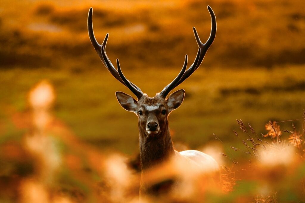 MLM リーウェイ プラセンタ