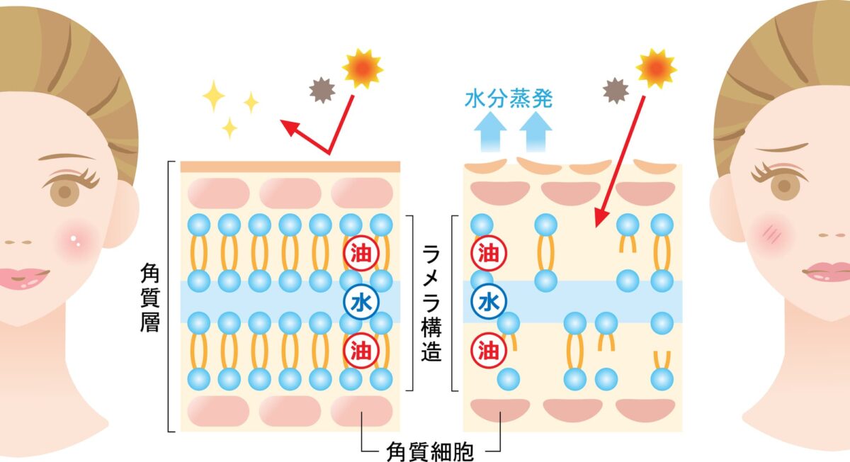 バリア機能