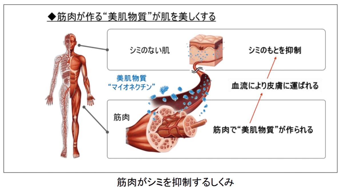 美肌ホルモン「マイオカイン」