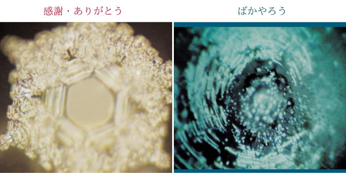 水は答えを知っている